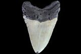Bargain, Megalodon Tooth - North Carolina #83922-2